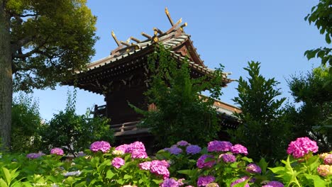 Deslizador-Lento-Sobre-Hortensias-Bellamente-Florecientes-Con-El-Edificio-Del-Templo-En-El-Fondo