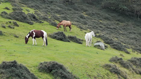 Three-beautiful-horses-grazing-on-a-mountain-with-short-green-grass