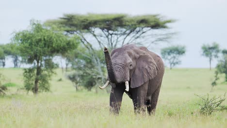 African-Elephant-with-Trunk-in-the-Air,-Raising-its-Trunk-Up-High-in-Tanzania-in-Africa-at-Ngorongoro-in-Ndutu-National-Park,-African-Animals-on-Wildlife-Safari-in-African-Savannah-Scenery