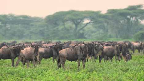 Migración-De-ñus-En-El-Atardecer-De-áfrica,-Grandes-Manadas-De-ñus-Migrando-En-Serengeti-En-Tanzania,-Gran-Manada-De-ñus-De-Muchos-Animales-Africanos-Migrando-En-áfrica-En-Serengeti-Con-Cielo-Naranja-Al-Atardecer