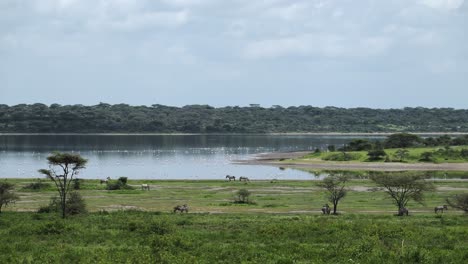 Paisaje-Del-Lago-Ndutu-Y-Flamencos-En-África,-Hermosa-Vegetación-Y-Exuberante-Escena-Pintoresca-En-El-área-De-Conservación-De-Ngorongoro-En-El-Parque-Nacional-Ndutu-En-Tanzania-En-Un-Safari-Africano