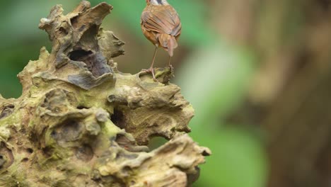 Ein-Javanischer-Schwarzkopf-Babbler-Vogel-Frisst-Raupen-Zwischen-Trockenen-Zweigen