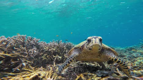 A-hawksbill-sea-turtle-walks-over-a-coral-reef,-gradually-approaching-the-camera