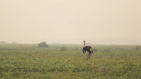 Ostrich-at-Sunset-in-Africa-in-Serengeti-National-Park-in-Tanzania,-Ostriches-in-Misty-Sunrise-Mist-in-Africa-on-African-Wildlife-Safari-Animals-Game-Drive,-Walking-in-Plains-Scenery