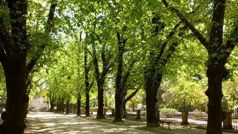 Avenida-Das-Tílias,-Entlang-Der-Allee-Dominiert-Die-Sommerlinde,-Bäume,-Die-Bereits-Jahrhunderte-Alt-Und-Sehr-Hoch-Sind-Und-Mit-Grünen-Blättern-Bedeckt-Sind