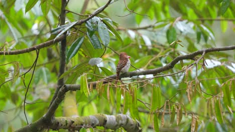 Gebänderter-Eisvogel-Auf-Dem-Baum