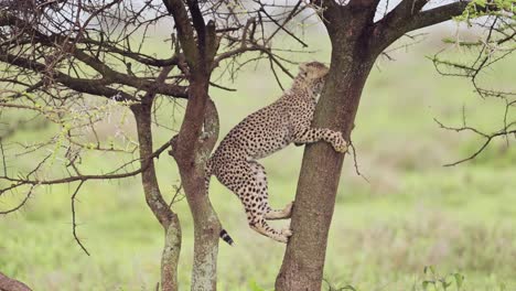 Funny-Animals-Shot-of-Baby-Cheetah-Cubs-Climbing-a-Tree-in-Serengeti-National-Park-in-Tanzania-in-Africa-on-African-Wildlife-Safari-Game-Drive,-Playful-Cheetahs-Cub-Being-Mischievous