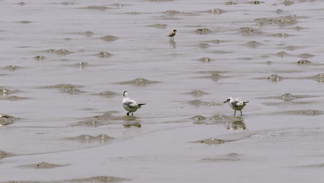 Migratory-seagull,-sandpiper-and-other-pelagic-birds-are-wading-in-the-estuarine-mudflats-located-in-a-coastal-area-in-Southeast-Asia