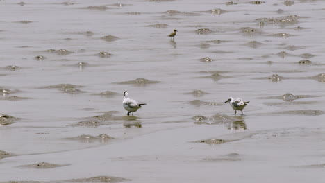 Zugmöwen,-Strandläufer-Und-Andere-Hochseevögel-Waten-Im-Watt-Der-Flussmündung-In-Einem-Küstengebiet-In-Südostasien