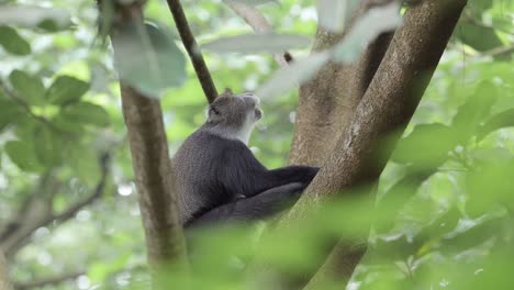 Monkey-in-Forest-Trees-in-Africa-in-Kilimanjaro-National-Park-in-Tanzania-on-an-African-Wildlife-and-Animal-Safari,-Blue-Monkeys-Sitting-on-a-Tree-Branch,-Yawning-and-Showing-Teeth