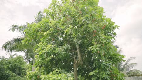 Nice-shot-of-huge-ackee-tree-in-backyard-laden-with-ackee-fruit-natural-and-organic