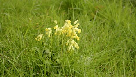 Wide-shot-of-a-clump-group-of-cowslips-at-Theddlethorpe,-Dunes,-National-Nature-Reserve-at-Saltfleetby