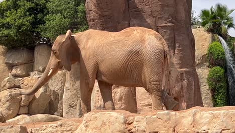 Medium-close-up-view-of-a-white-african-elephant-moving-slowly-next-to-a-baobab-tree