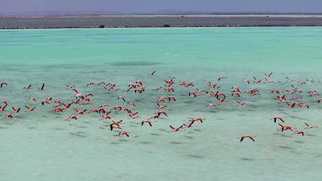 Flamencos-Volando-En-Krabendijk-En-Bonaire,-Antillas-Holandesas.