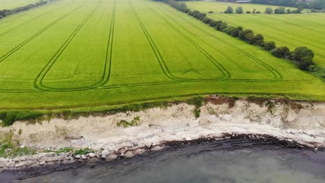 Un-Campo-De-Cebada-Que-Bordea-El-Mar-Filmado-Desde-Arriba