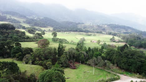 Aerial-pan-shot-of-wild-trees-on-green-fields-captured-during-daytime