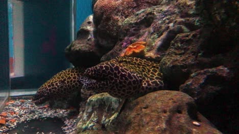 Close-up-moray-eels-in-the-fish-tank-of-an-aquarium