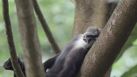 Monkey-Lying-in-a-Tree-in-Africa-in-Kilimanjaro-National-Park-in-Tanzania-on-an-African-Wildlife-and-Animals-Safari,-Close-Up-of-Blue-Monkeys-in-Forest-Trees-on-a-Branch-High-Up-in-Branches