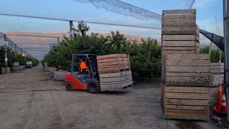 Small-crane-lifting-boxes-of-cherries,-New-Zealand