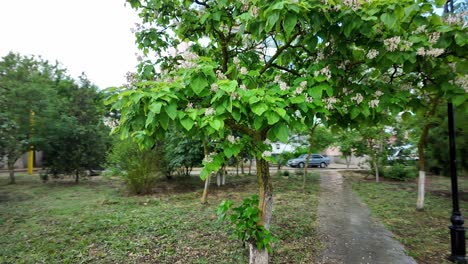 Ein-Kurzer-Videoclip,-Der-Blühende-Bäume-Und-Einen-Nassen-Gehweg-In-Einem-Stadtpark-An-Einem-Bewölkten-Tag-Zeigt