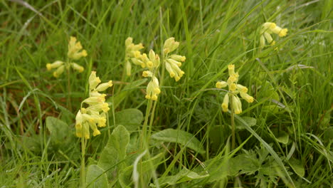 Mid-shot-of-a-clump-group-of-cowslips-at-Theddlethorpe,-Dunes,-National-Nature-Reserve-at-Saltfleetby
