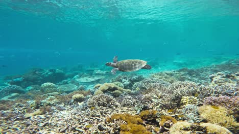 Una-Tortuga-Carey-Nada-Con-Gracia-Sobre-Un-Vibrante-Arrecife-De-Coral