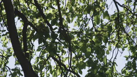 árbol-Con-Hojas-Verdes-Y-Cielo-Azul