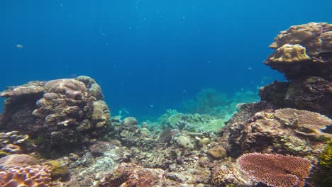 A-professional-freediver-swims-towards-the-camera,-surrounded-by-vibrant-coral-formations-and-fish