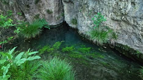 El-Hábitat-De-Las-Plantas-De-Agua-Dulce-Fluye-Y-Refluye-Con-La-Corriente-Submarina.