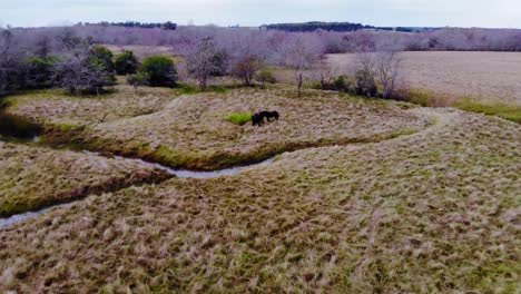 Horses-graze-peacefully-in-a-lush-green-field,-showcasing-the-serene-beauty-of-the-countryside-and-the-majestic-grace-of-these-animals