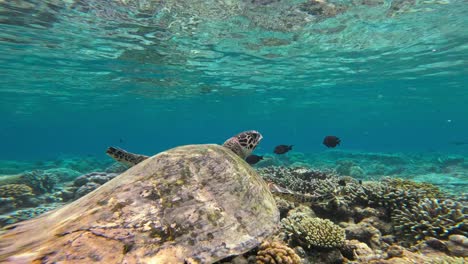 Una-Majestuosa-Tortuga-Carey-Se-Desliza-Sobre-Un-Vibrante-Arrecife-De-Coral,-Rodeada-De-Pequeños-Peces