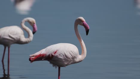 Flamingo-Close-Up-at-Lake-in-Tanzania-at-Ndutu-Lake-in-Africa-in-Ngorongoro-Conservation-Area-in-Ndutu-National-Park-in-Tanzania,-Pink-Flamingos-on-African-Animals-and-Wildlife-Safari