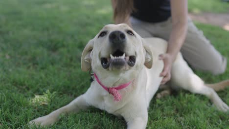 Un-Gran-Perro-Labrador-Blanco-Mira-A-La-Cámara-Mientras-El-Entrenador-Los-Acaricia-Tumbados-En-La-Hierba