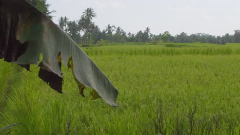 Ein-Typischer-Blick-Auf-üppige-Grüne-Reisfelder-In-Bali,-Indonesien