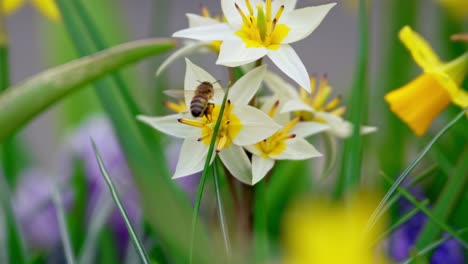 Biene-Nähert-Sich-Und-Landet-Auf-Bunten-Gelben-Pflanze,-Bestäubt-Pflanzen-Mit-Pollen-Im-Frühling