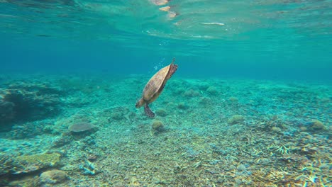 Eine-Echte-Karettschildkröte-Schwimmt-An-Die-Meeresoberfläche,-Holt-Luft-Und-Taucht-Dann-Wieder-Ab