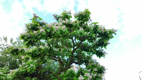 Un-Hermoso-árbol-En-Plena-Floración-Con-Flores-Blancas-Contra-Un-Brillante-Cielo-De-Verano