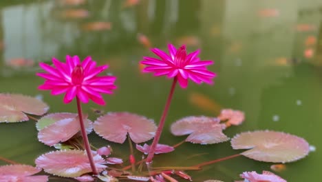 Red-lotus-flowers-grow-above-the-pond-with-fish-on-the-background