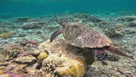 Una-Majestuosa-Tortuga-Carey-Macho-Nada-Sobre-Un-Vibrante-Arrecife-De-Coral,-Rodeada-De-Pequeños-Peces