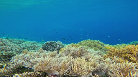 A-vibrant-underwater-scene-featuring-a-lush-coral-reef-dominated-by-soft-corals,-including-Sarcophyton
