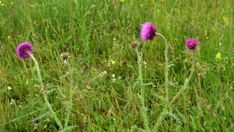 Büschel-Von-Felddistel-Blumen-Blühen-In-Einem-Feld