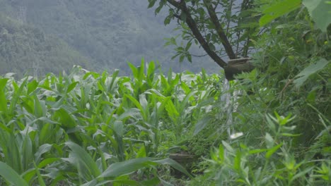 El-Canal-De-Desviación-De-Agua-En-Los-Campos-De-Maíz-De-Las-Zonas-Montañosas.