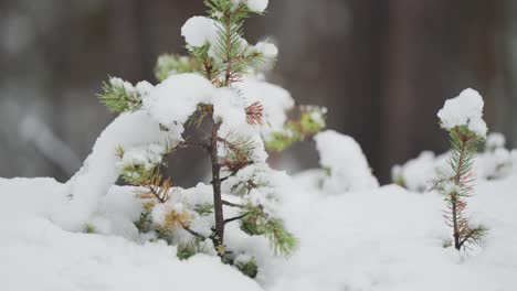 Pine-tree-saplings-are-covered-with-fresh-snow-in-the-Norwegian-forest,-standing-out-against-the-wintry-landscape