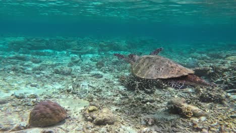 Una-Tortuga-Carey-Macho-Se-Desliza-Sobre-Un-Animado-Arrecife-De-Coral,-Rodeado-De-Aguas-Cristalinas-Y-Corales-Exuberantes