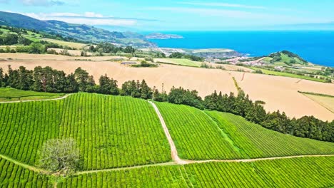 Toma-Aérea-En-órbita-Sobre-Campos-De-Plantaciones-De-Té-Junto-Al-Océano-Atlántico-Desde-Chá-Gorreana-En-Azores.