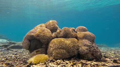 A-detailed-view-of-a-massive-coral-structure,-beautifully-illuminated