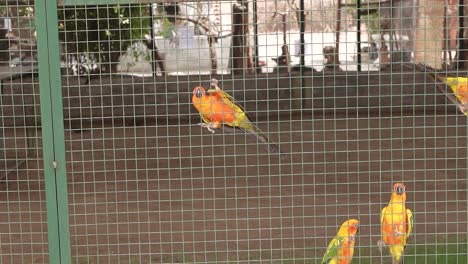 Where-the-Sun-conure-birds-are-seen-inside-the-other