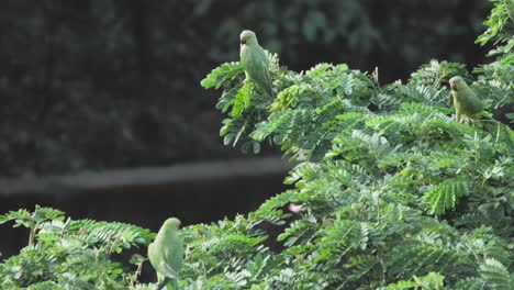 parrots-sitting-on-tree-closeup-view