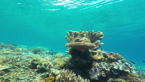 A-large,-intricate-coral-reef-formation-sits-on-the-ocean-floor,-surrounded-by-clear-blue-water