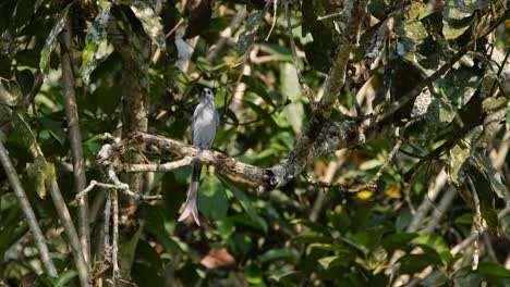 Seen-perched-on-a-branch-deep-inside-a-tree-while-looking-around,-Ashy-Drongo-Dicrurus-leucophaeus
